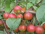 Zieräpfel