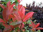 Photinia