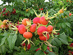 Rosa Rugosa