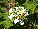 Viburnum opolus